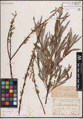Foto von Salix eleagnos Scop.